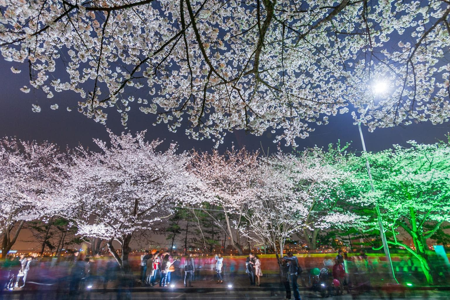 Yeouido Cherry Blossom